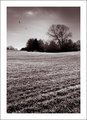 Sugary fields forever