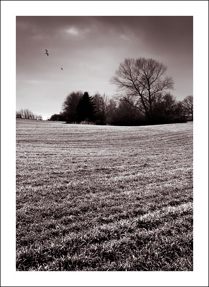 Sugary fields forever