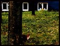 The Cat