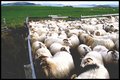 Sheep Gathering