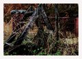 Autumn Charm I