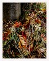 Autumn Charm II