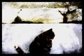 Snowcat