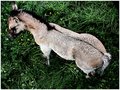Pony Foal