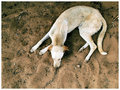 Sleeping Dog