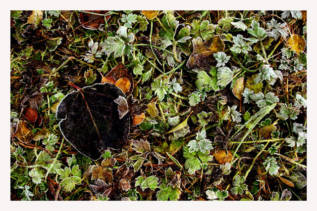 Autumn Charm III