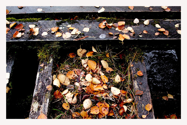 Autumn Charm V