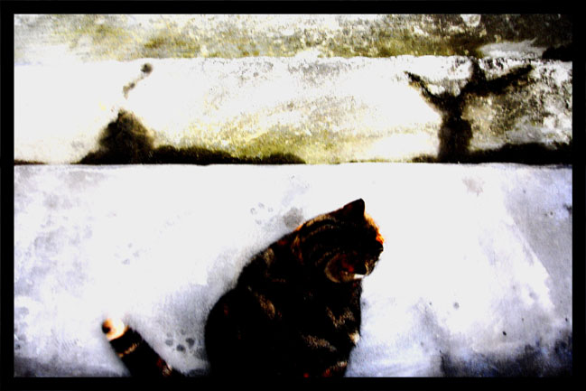 Snowcat