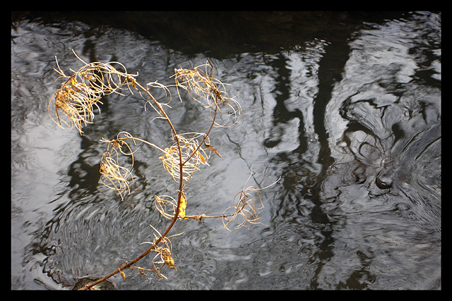 Art Of Nature