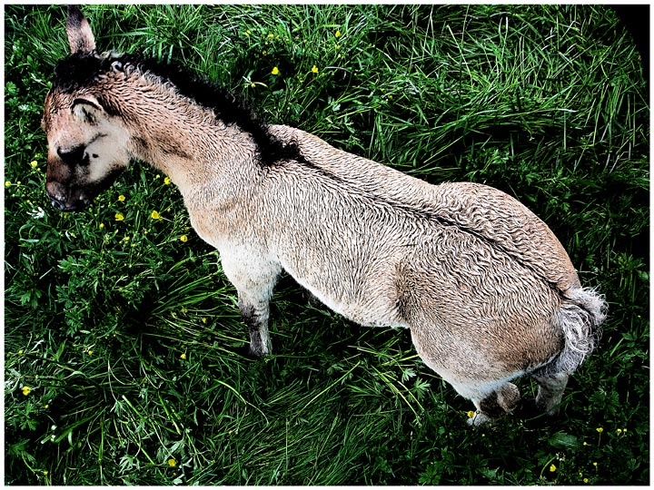 Pony Foal