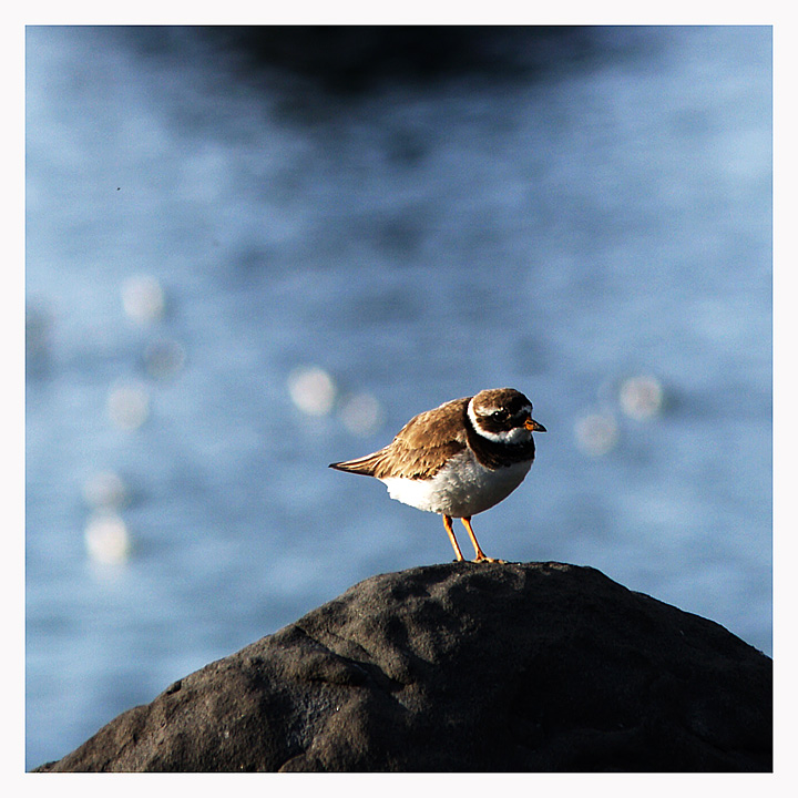 Ringed Plover