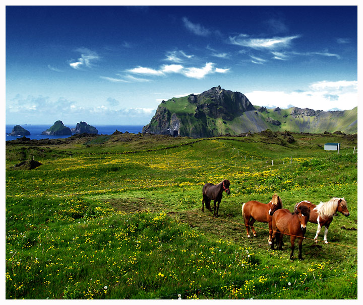 Island Horses