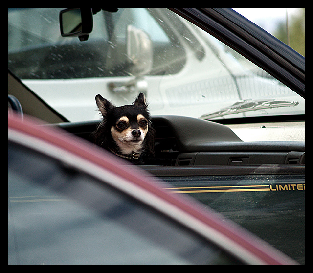 Doggy In The Window