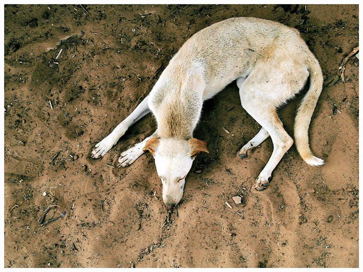 Sleeping Dog