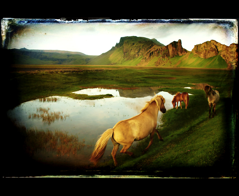 Horsing Around