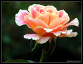 Peach Rose