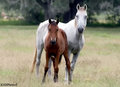 Mustang 19