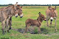 Burro 5