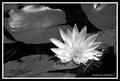 lilypad