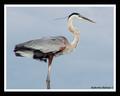 Great Blue Heron Profile