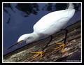 Stalking Snowy Egret
