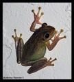 tree frog