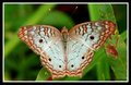 white peacock