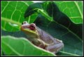 tree frog in palm