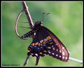 pipevine swallowtail