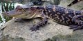 Juvenile American Alligator