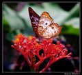 white peacock on red flower