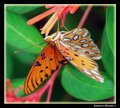 upside down Gulf Fritillary