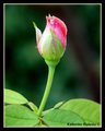 rosebud