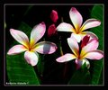 frangipani