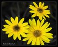 three daisies