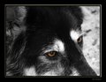 sierra eyes copy