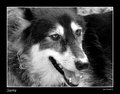 sierra bw copy
