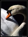 swan profile