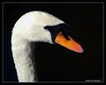 swan