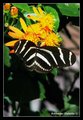 zebra longwing2