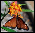 queen butterfly