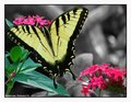 bok swallowtail desat