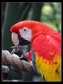 scarlet macaw