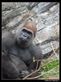 gorilla