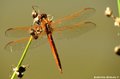 Orange dragonfly