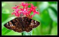 skipper butterfly