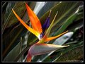 bird of paradise
