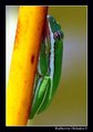 green treefrog