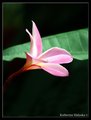 pink frangipani