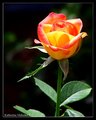 red and orange rose.jpg